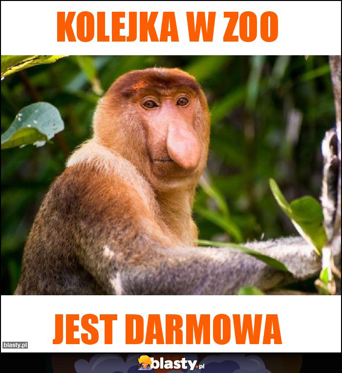 Kolejka w zoo