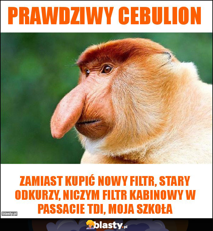 Prawdziwy cebulion