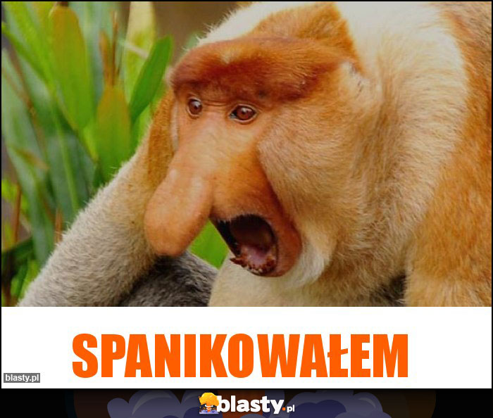 SPANIKOWAŁEM