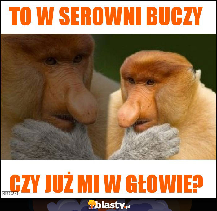 To w serowni buczy