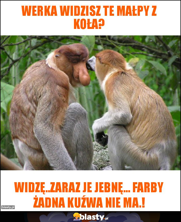 Werka widzisz te małpy z koła?