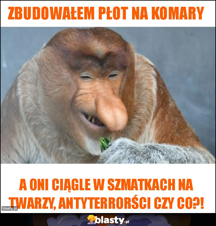 Zbudowałem płot na komary