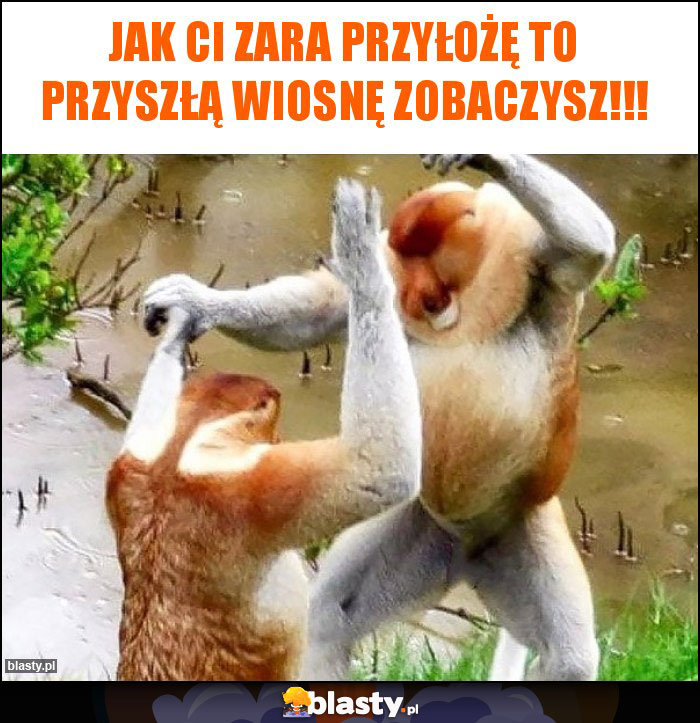 Jak Ci zara przyłożę to przyszłą wiosnę zobaczysz!!!