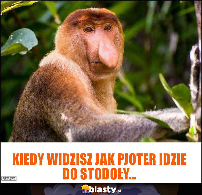 Kiedy widzisz jak Pjoter idzie do stodoły...