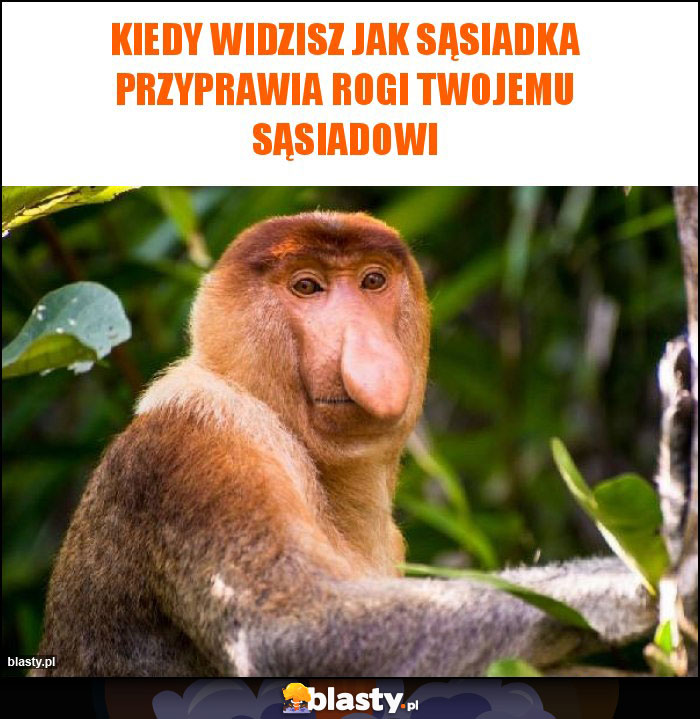 Kiedy widzisz jak sąsiadka przyprawia rogi twojemu sąsiadowi