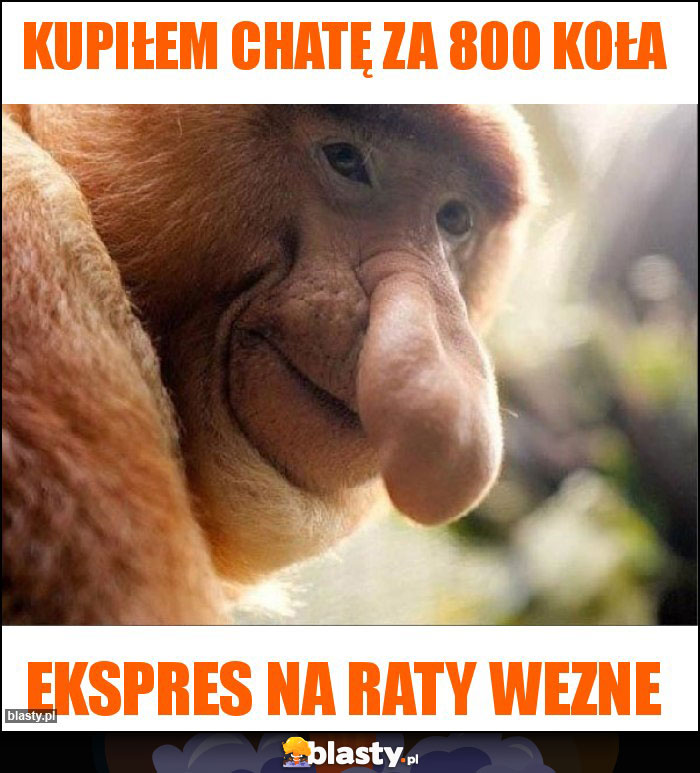 Kupiłem chatę za 800 koła