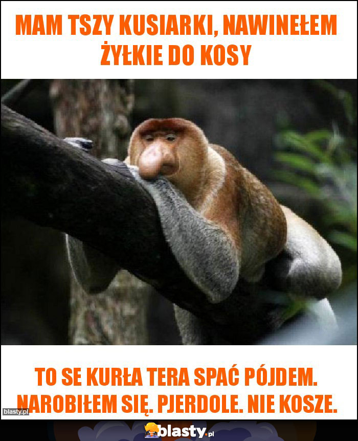 Mam tszy kusiarki, nawinełem żyłkie do kosy