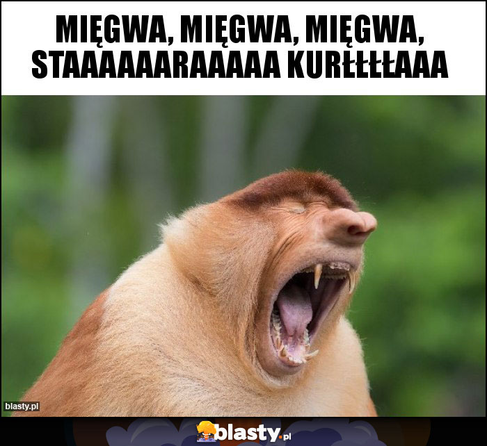 Mięgwa, mięgwa, Mięgwa, Staaaaaaraaaaa Kurłłłłaaa