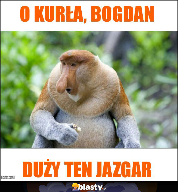 O Kurła, bogdan