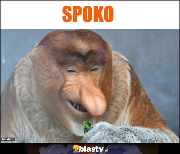 Spoko