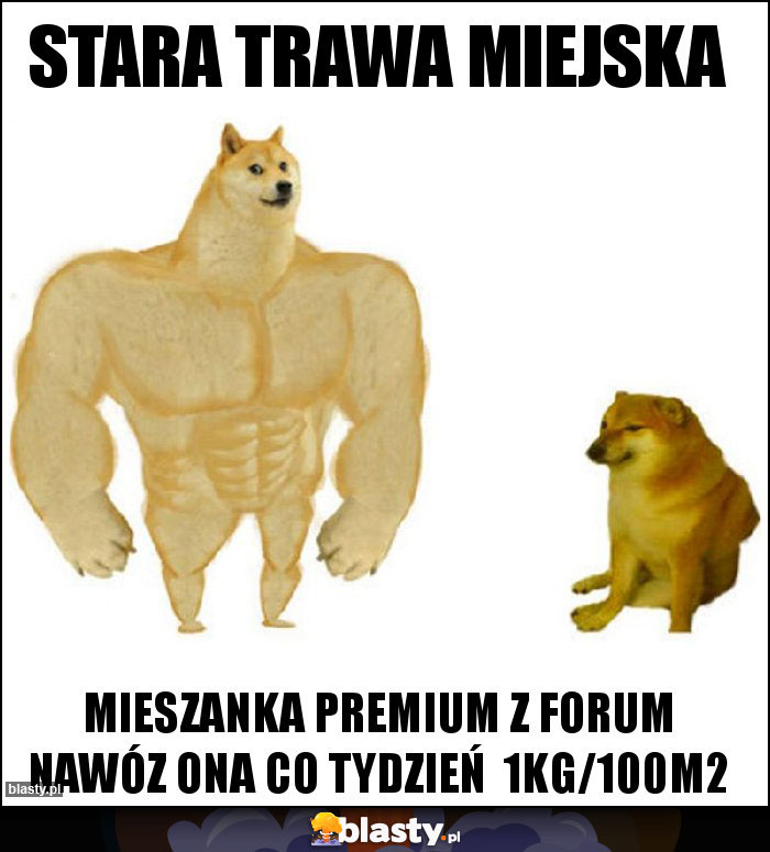 Stara trawa miejska