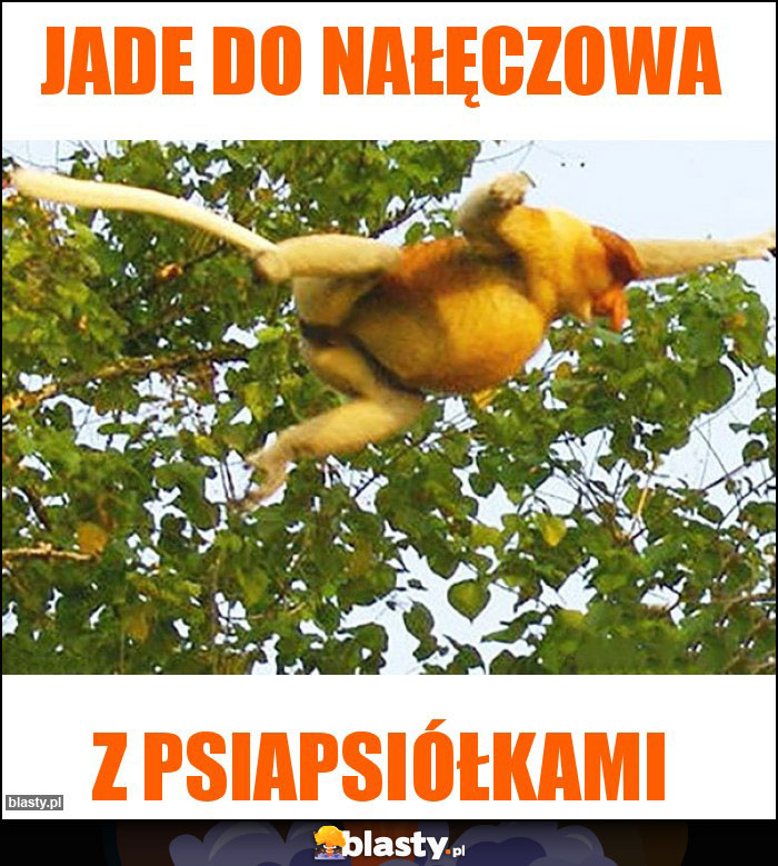 Jade do nałęczowa