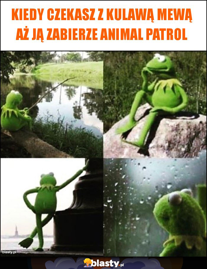 Kiedy czekasz z kulawą mewą aż ją zabierze Animal Patrol