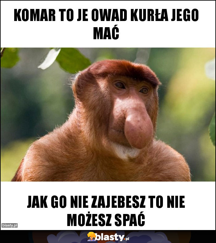 Komar to je owad kurła jego mać