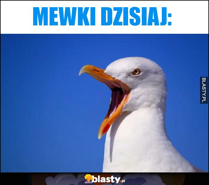 Mewki dzisiaj: