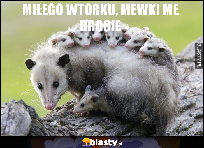 Miłego wtorku, mewki me drogie