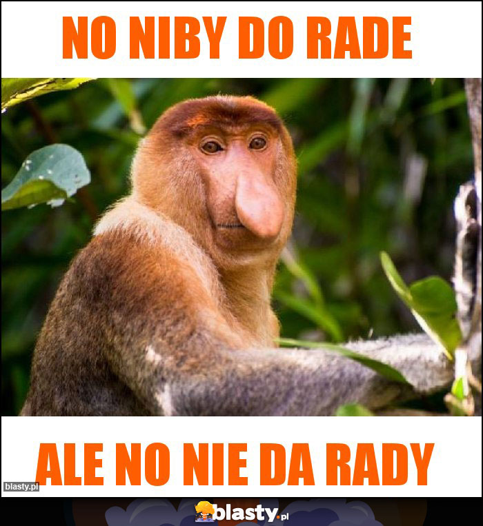 No niby do rade