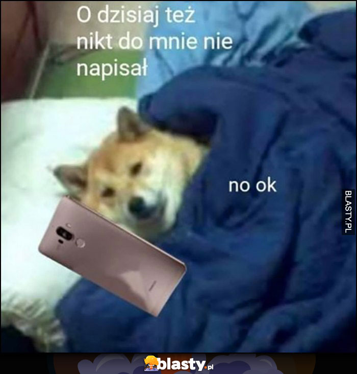 O dzisiaj też nikt do mnie nie napisał no ok pies doge