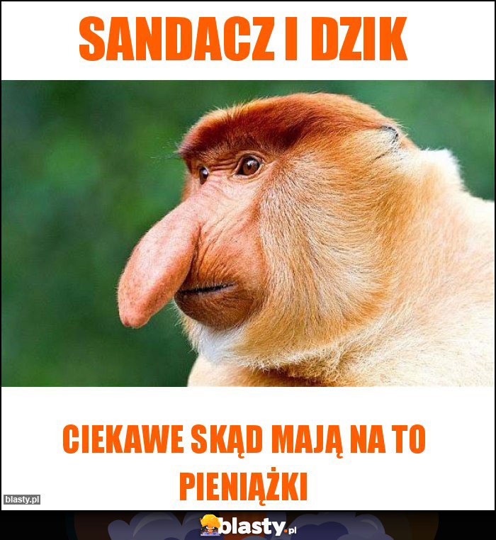 Sandacz i dzik