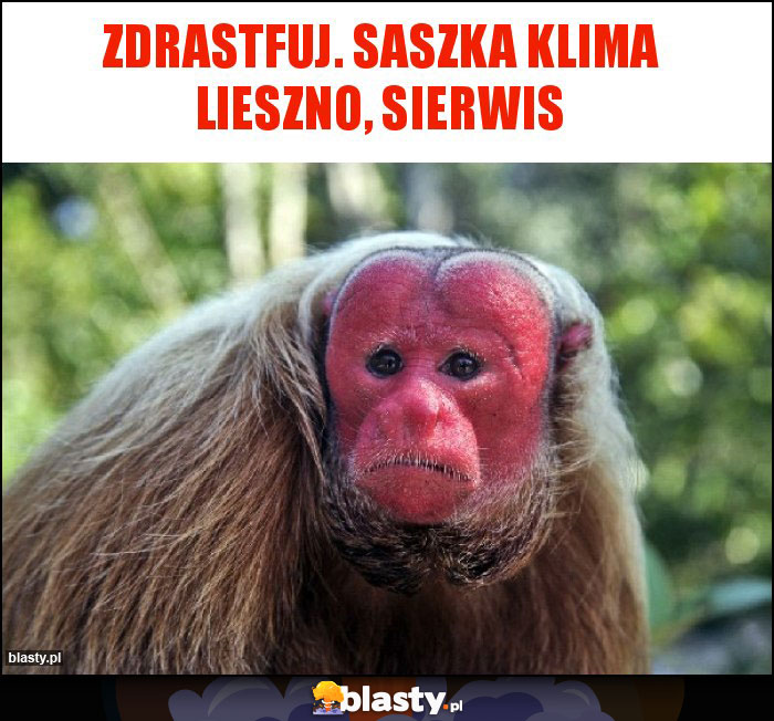 Zdrastfuj. Saszka Klima lieszno, sierwis