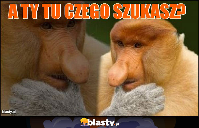 a ty tu czego szukasz?