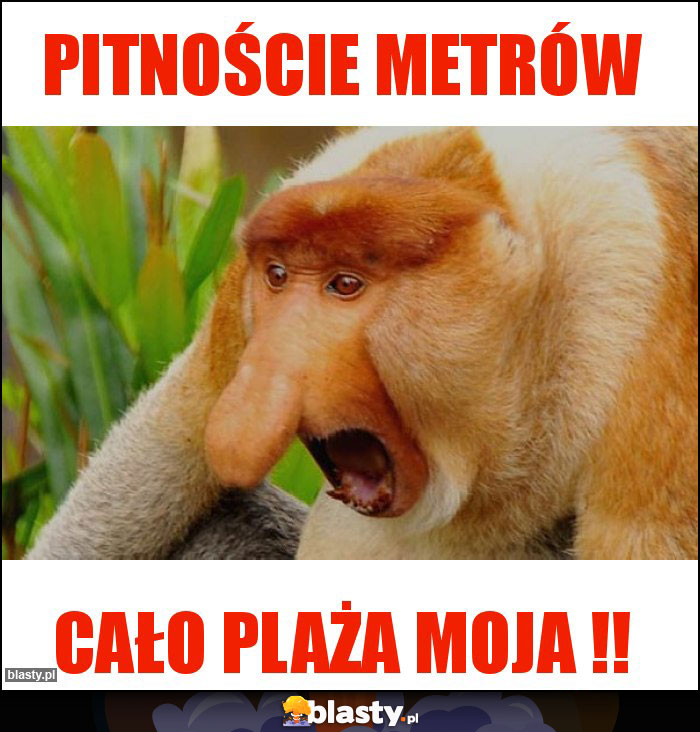 Pitnoście metrów