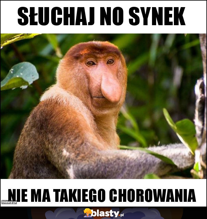 Słuchaj no Synek