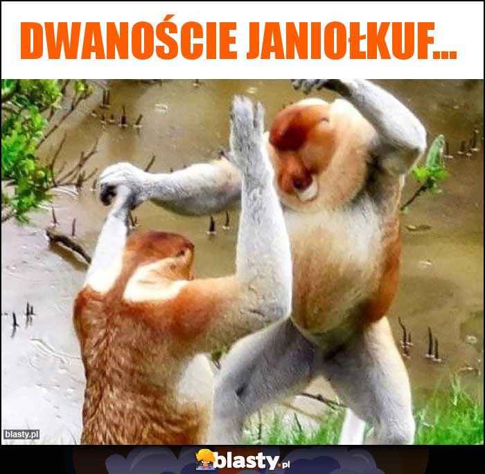 Dwanoście janiołkuf...