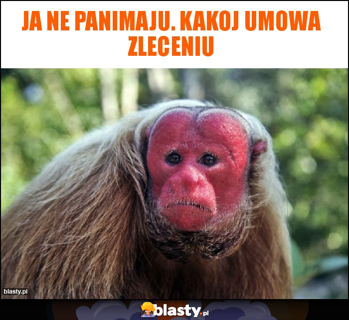 Ja ne panimaju. Kakoj umowa zleceniu