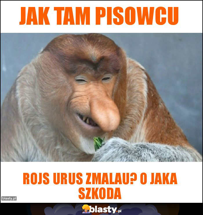 Jak tam pisowcu