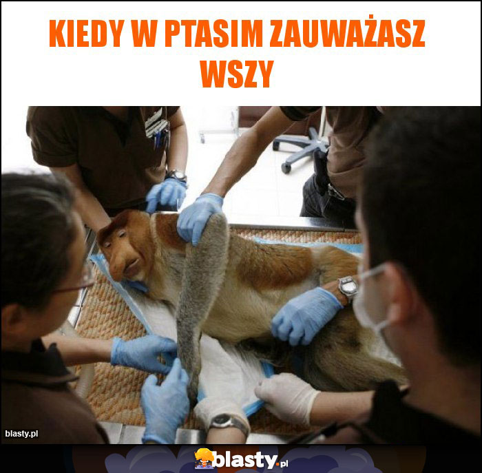 Kiedy w Ptasim zauważasz wszy