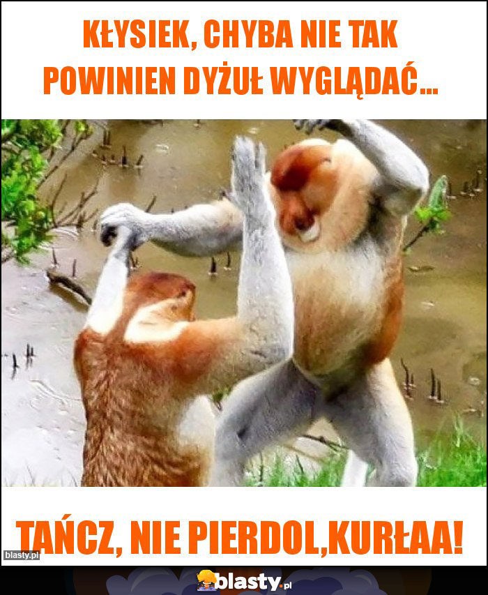 Kłysiek, chyba nie tak powinien dyżuł wyglądać...