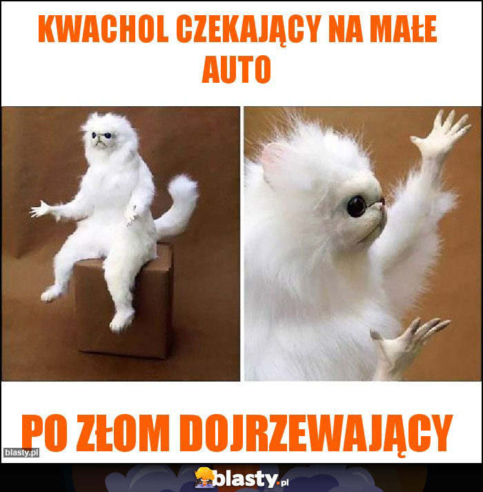 Kwachol czekający na małe auto