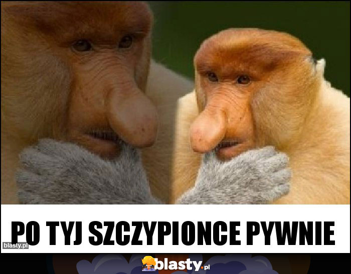 Po tyj szczypionce pywnie