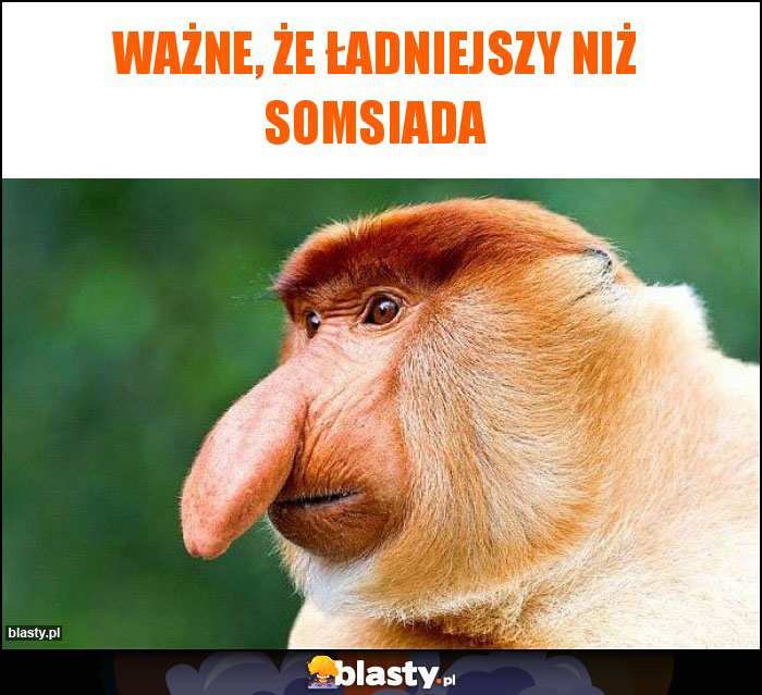 Ważne, że ładniejszy niż SOMSIADA