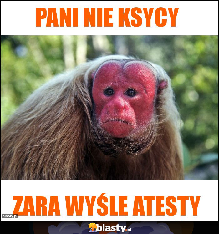 Pani nie ksycy