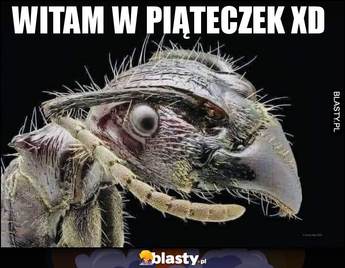 Witam w piąteczek xd