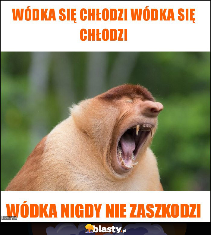 Wódka się chłodzi wódka się chłodzi