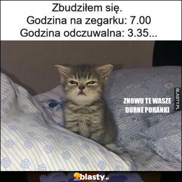 Kot, zbudziłem się: godzina na zegarku 7:00, godzina odczuwalna 3:35 znowu te wasze durne poranki