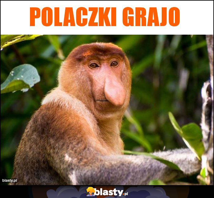 Polaczki grajo