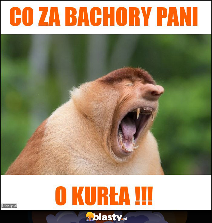 Co za bachory pani