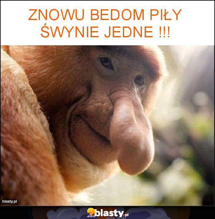 Znowu bedom piły śwynie jedne !!!