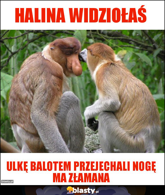 Halina widziołaś