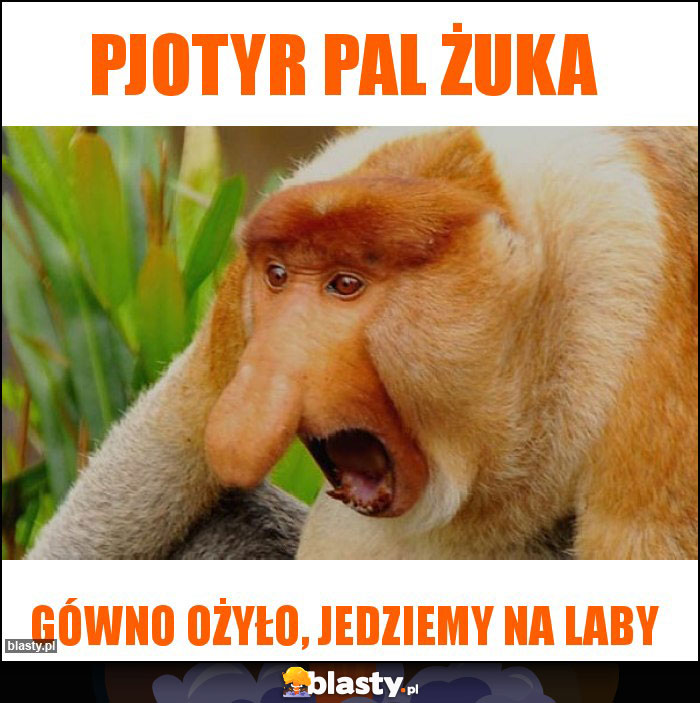 PJOTYR PAL ŻUKA