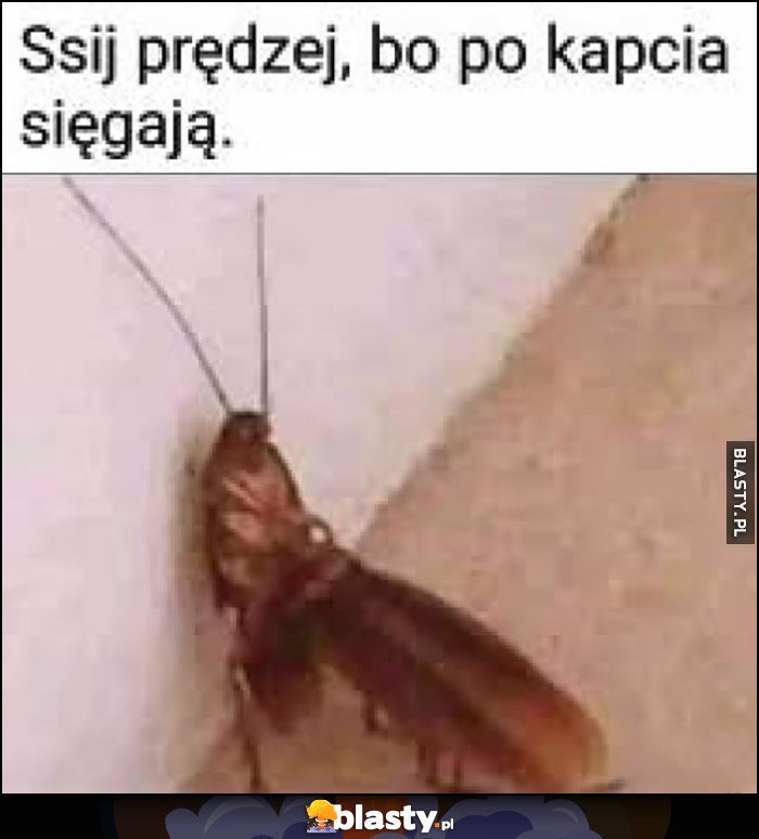 Ssij prędzej bo po kapcia sięgają karaluchy