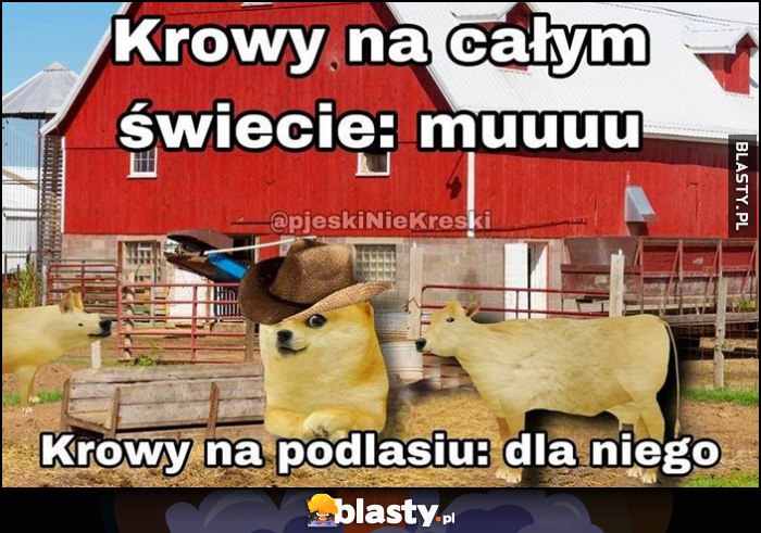 Krowy na całym świecie: muuuu vs krowy na podlasiu: dla niego