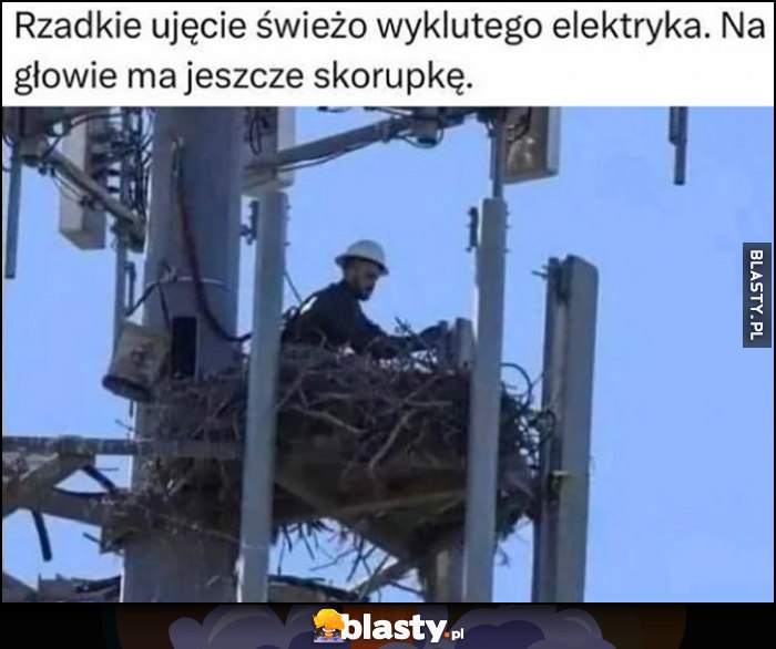 Rzadkie zdjęcie świeżo wyklutego elektryka, na głowie ma jeszcze skorupkę