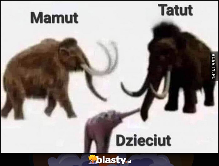 Mamut tatut dzieciut dosłownie rodzina rodzinka