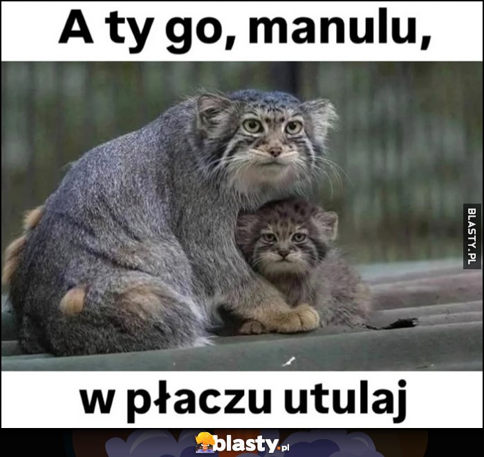 A ty go manulu w płaczu utulaj