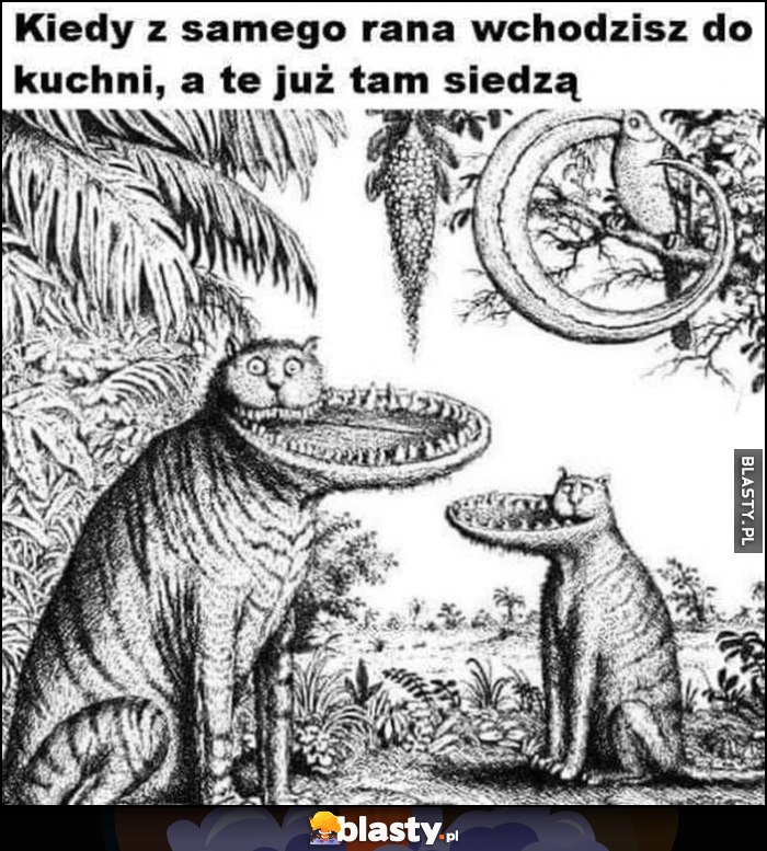 Kiedy z samego rana wchodzisz do kuchni a te już tam siedzą koty czekają na jedzenie